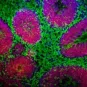 organoides-cerebraux-microscope © SupBiotech/Institut Pasteur