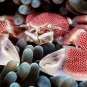 Photo illustrative Nauru