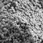 Staphylocccus aureus - Microscopie
