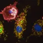 Legionella pneumophila (en vert) détourne l'ATPase mitochondriale pour maintenir le potentiel membranaire mitochondrial mesuré avec le colorant TMRM (orange) des macrophages primaires humains infectés, ce qui retarde l'acquisition de marqueurs de mort cel