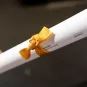Diplome