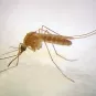 Culex quinquefasciatus femelle.