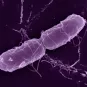 Bactérie Salmonella enterica en microscopie à balayage.