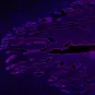 Image en immunofluorescence d'une coupe d'endomètre marquant les cellules épithéliales (magenta) et les noyaux des cellules (bleu).