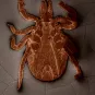 Ixodes ricinus nymphe