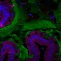 Coupe d’intestin humain représentant le microbiote intestinal