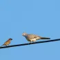 Le tempo universel de la communication animale