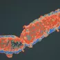 Image de microscopie de Bordetella pertussis