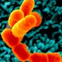 Bactéries Escherichia coli O104:H4 (souche 55989) en interaction avec des cellules de l'épithélium intestinal humain (lignée T84). 