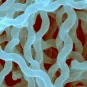 Les leptospires appartiennent au phylum des spirochètes et sont constitués de bactéries saprophytes et pathogènes. 