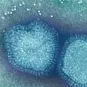Virus de la grippe type A - Institut Pasteur