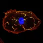 Cellule infectée par Listeria monocytogenes