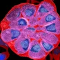 Photo de microscopie 