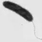 Vue en microscopie électronique d'un vibrion cholérique - Institut Pasteur