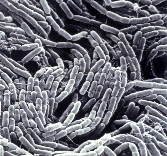 Bacillus thuringiensis. Bacille Gram positif, aérobie et sporulé. Bactérie qui fabrique une toxine utilisée pour la lutte biologique contre les insectes en particulier les chenilles de lépidoptères. Vue en microscopie électronique à balayage.