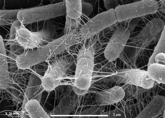 Escherichia coli souche MG1655. La mise en évidence des facteurs cellulaires impliqués dans la formation des biofilms devrait aboutir à un meilleur contrôle de ces populations de microorganismes souvent indésirables en milieux médical et industriel. Microscopie électronique à balayage (Grossissement X 20000).