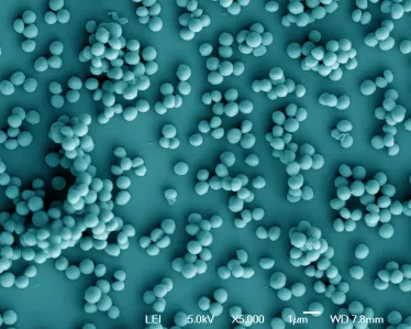 Staphylococcus aureus - Institut Pasteur