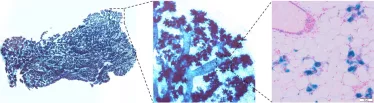 Images de microscopie